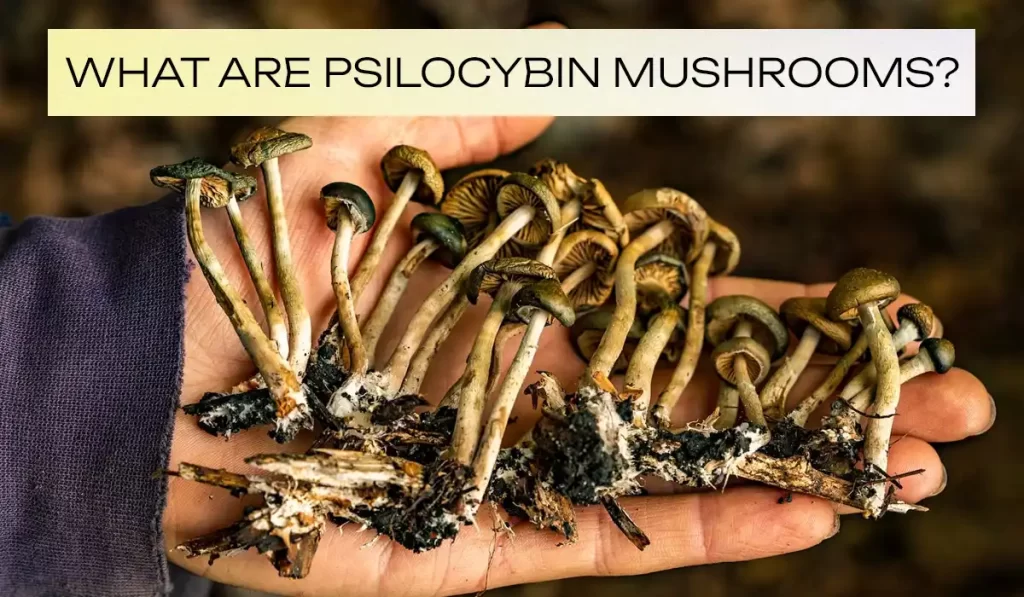 What are Psilocybin Mushrooms?