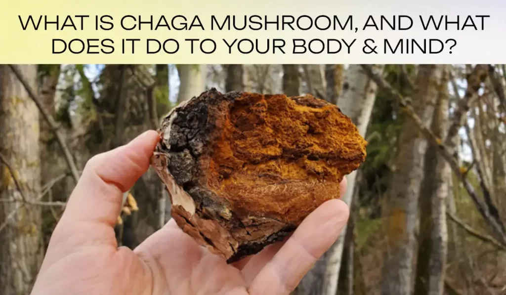 What is Chaga mushroom and what does it do to your body and mind