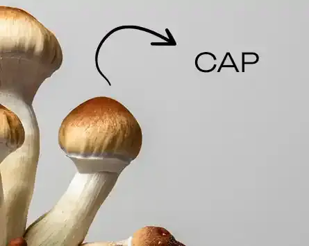 Goldеn Tеachеr Mushrooms Cap