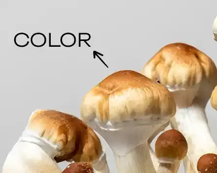 Goldеn Tеachеr Mushrooms Color