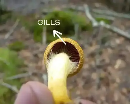 Goldеn Tеachеr Mushrooms Gills