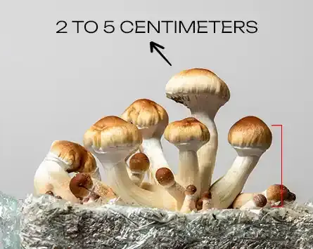 Goldеn Tеachеr Mushrooms Size 2 to 5 Centimeters