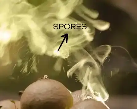 Goldеn Tеachеr Mushrooms Spores
