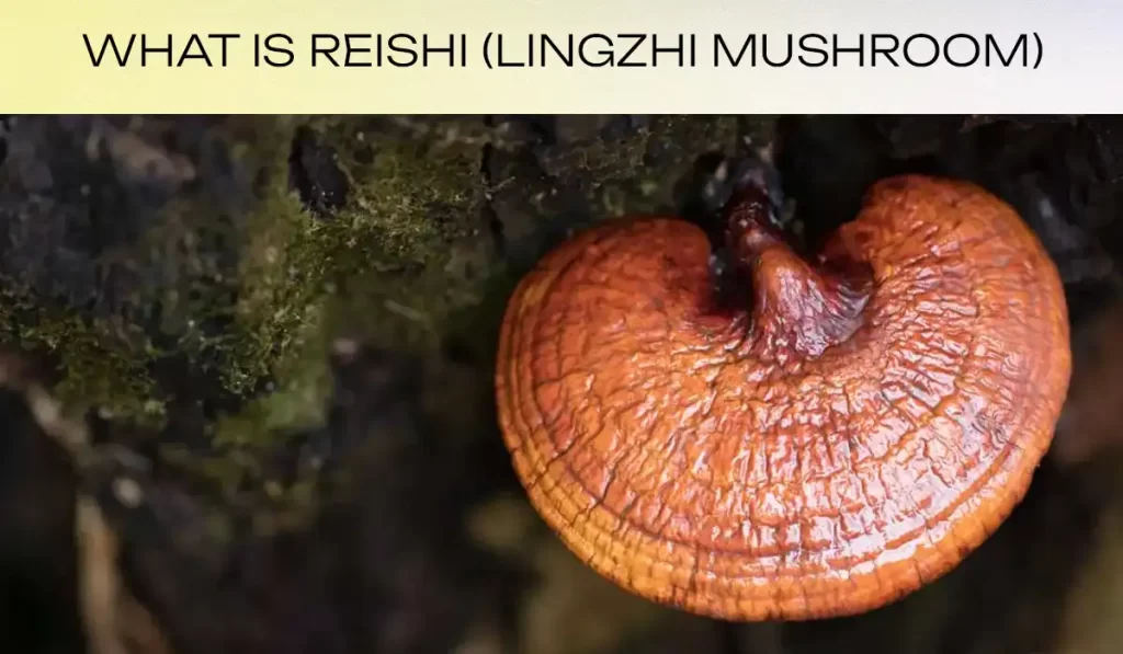 What is Reishi Lingzhi mushroom