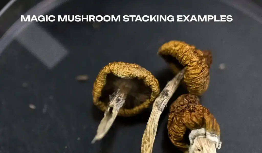Magic-Mushroom-Stacking-Examples