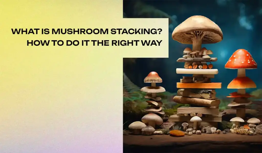 What-is-Mushroom-Stacking-How-To-Do-It-the-Right-Way