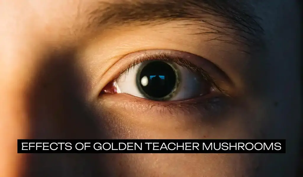 Golden Teacher Mushrooms Effects