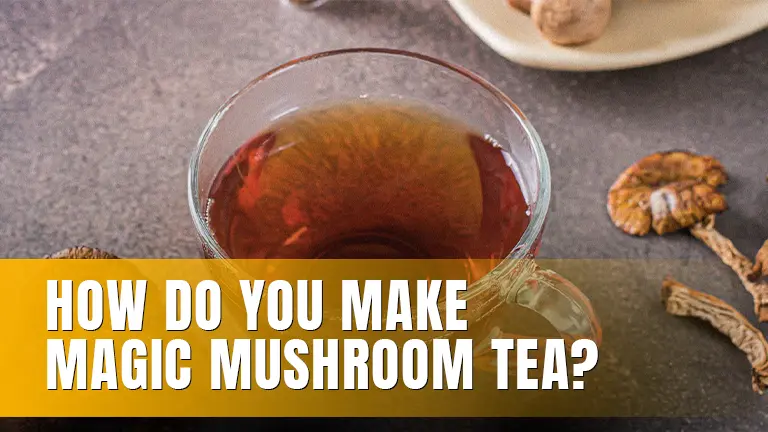 Glass of magic mushroom tea surrounded by dried mushrooms.