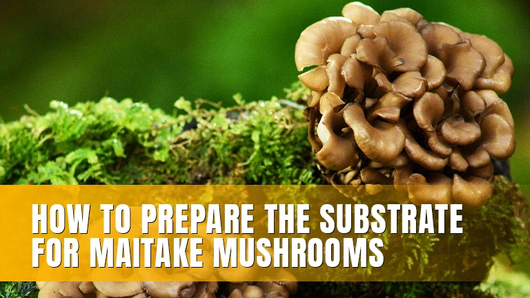 Maitake mushrooms growing on moss-covered wood.