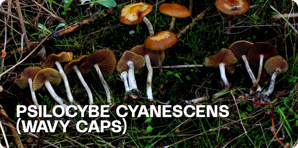 Psilocybe Cyanescens growing in nature.