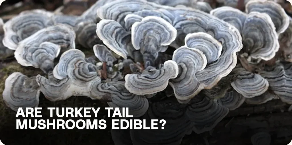 Cluster of grayish Turkey Tail mushrooms (Trametes versicolor) — edible in teas or extracts but too tough to eat raw