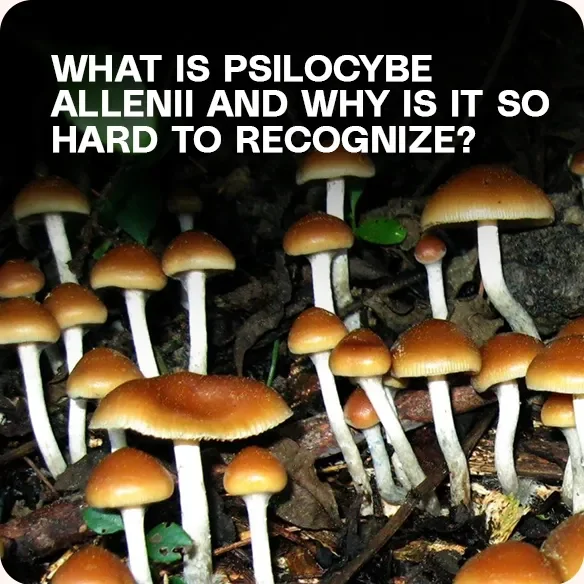 Cluster of Psilocybe allenii mushrooms with smooth brown caps and white stems growing on wood chips — a hard-to-identify psilocybin species commonly mistaken for Psilocybe cyanescens.