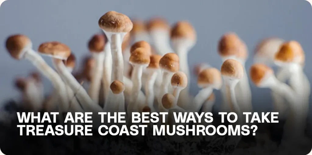 Cluster of Treasure Coast Psilocybe cubensis mushrooms — visual guide to consumption methods like raw, tea, and capsules